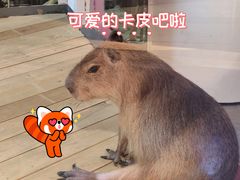 -西安曲江海洋极地公园