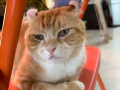-平行世界·猫咖(首经贸店)