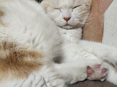 -猫和宫(六道口店)