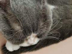 -猫儿山۰猫主题餐厅
