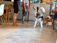 -Dog in Town Ekkamai