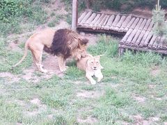 -石家庄市动物园