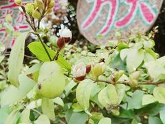 -呀路古热带植物园