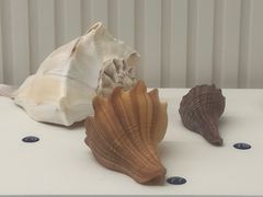 -青岛贝壳博物馆