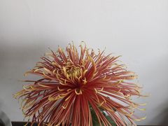 -杭州植物园