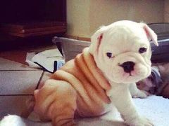 -华夏良子·足道SPA艾灸(铁道大厦店)