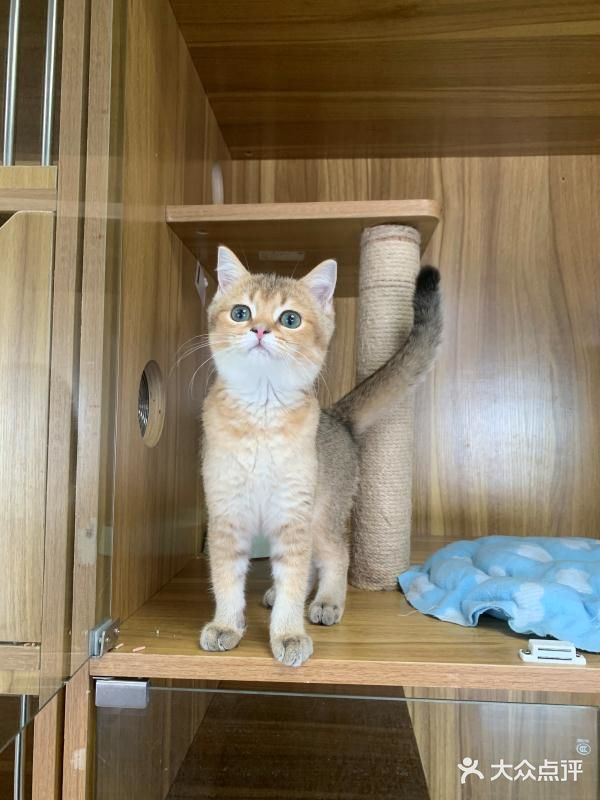奉贤最萌的猫咪馆