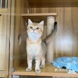 奉贤最萌的猫咪馆 