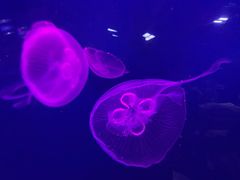 -迪拜水族馆及水下动物园