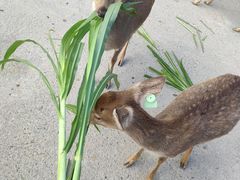 -鹿境梅花鹿生态园区
