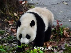 -都江堰中华大熊猫苑
