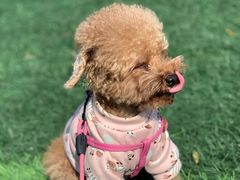 -有宠宠物(YOUCOIN·未来店)