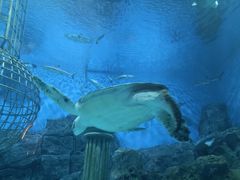 -芜湖新华联大白鲸海洋公园