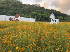 -野狸岛