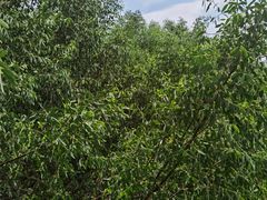 -崖口红树林海鲜餐厅