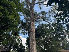 -海南槟榔谷黎苗文化旅游区