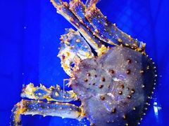 -蟹之国·精品蟹料理(极地店)