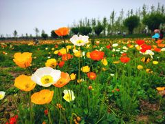 -汉长安城未央宫国家考古遗址公园