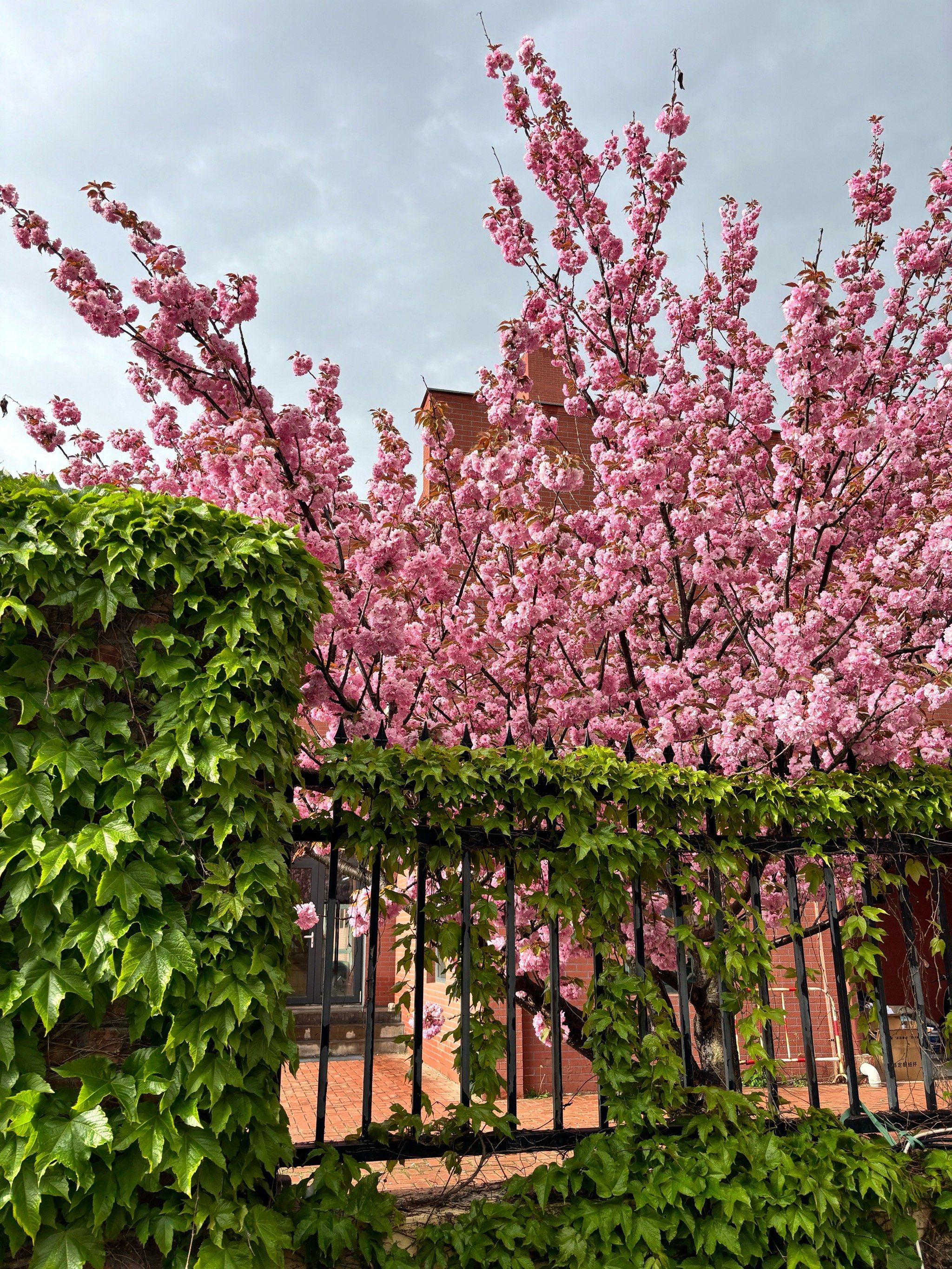 看樱花🌸来樱花小镇就够了