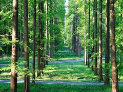 -黄海国家森林公园