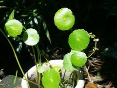 -丽江花间堂·隐泉院