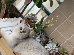 -艾贝尔宠物医院·狂犬免疫点(江山金象城店)