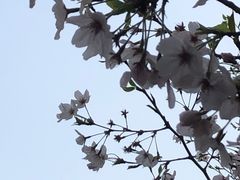 -高东镇樱花园