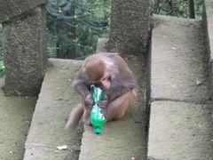 -重庆雨台山风景区