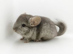 -龙猫仔乐园(惠福东路店)