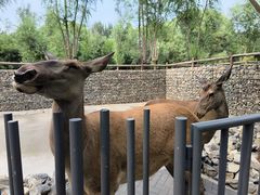 -北京野生动物园