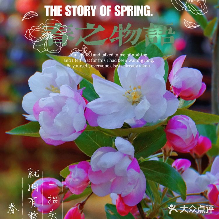 🌸京城赏花攻略|北土城地铁口,让你免费拥抱海棠花海🌷
