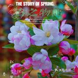 🌸京城赏花攻略|北土城地铁口，让你免费拥抱海棠花海🌷