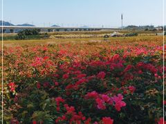 -光明小镇欢乐田园