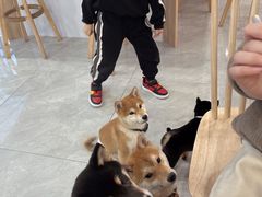 -柴犬小屋·柴餐厅·狗咖食堂(金鼎广场店)