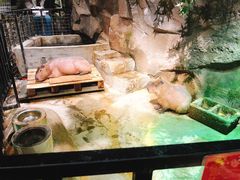 -zoonana室内动物园(东方福来德店)