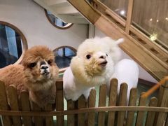 -藦茜花园宠物主题亲子互动体验馆(国顺东路店)