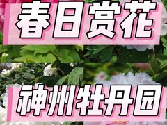 -神州牡丹园