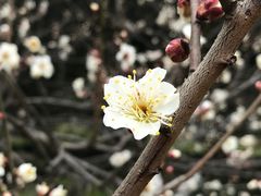 -杭州植物园