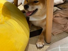 -逗柴咖啡屋·狗咖猫咖宠物桌游