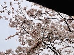-南汇桃花村