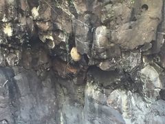 -历山猕猴源景区
