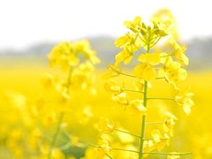 -乐晖趣香园(上城店)