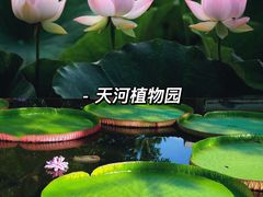 -大湾区中央湿地公园