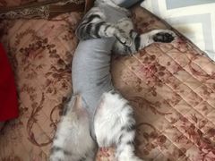 -关爱宠物医院·猫科中心·消化科(滨湖万达分院)