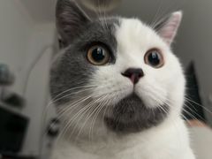 -瑞鹏宠物医院·骨科·猫科·内科(第一中心)