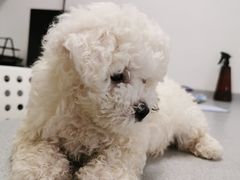 -达爱动物医院·犬猫分区·CT·复杂眼科(远洋山水分院)