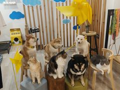 -柴迷FANS CLUB·柴犬狗咖·猫咖