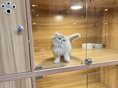 -猫十亿·布偶金渐层·曼基康矮脚猫舍(青年路店)