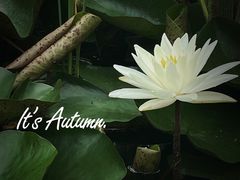 -佛手湖郊野公园