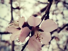 -桃花堤公园
